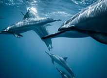 开云-开云入口:开启企业数字化新纪元的钥匙